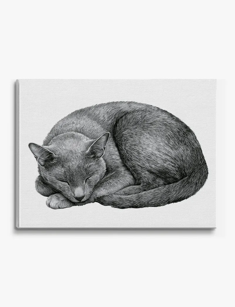 Curled Sleeping Cat Pencil Study Canvas Print