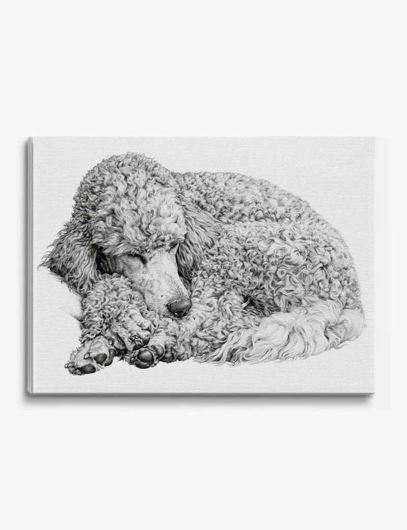 Sleeping Poodle Pencil Study Canvas Print