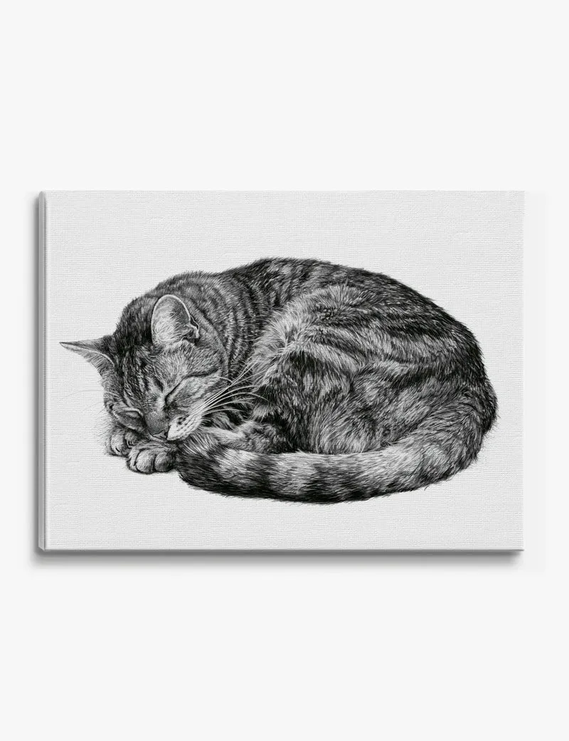 Sleeping Tabby Cat, Curled Canvas Print