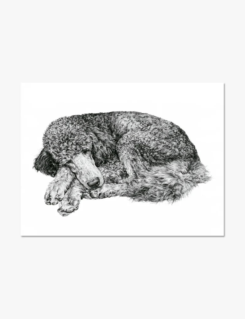 Curled Sleeping Poodle Art Print