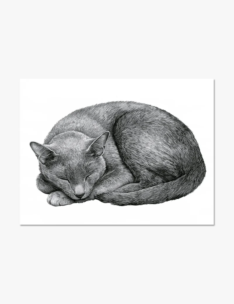 Curled Sleeping Cat Pencil Study Art Print
