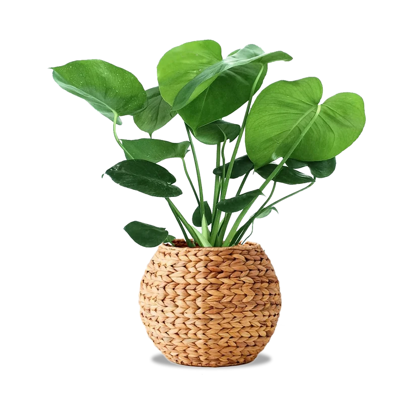Montsera Deliciosa Planter