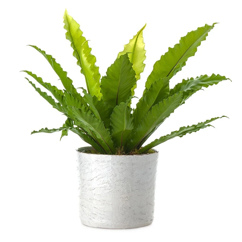 Birdsnest Potted Fern