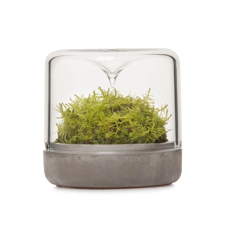 Sanctuary S Rainforest Terrarium - Concrete