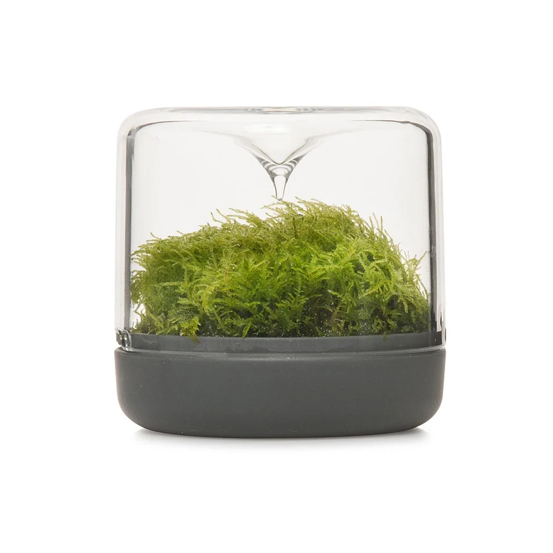 Sanctuary S Rainforest Terrarium - Charcoal