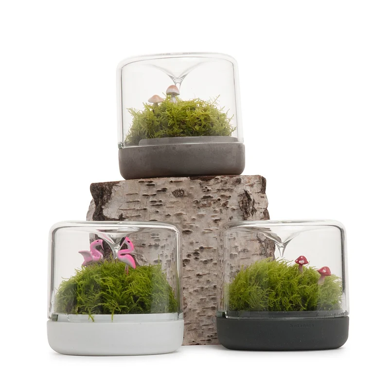 Sanctuary S Rainforest Terrarium - Charcoal