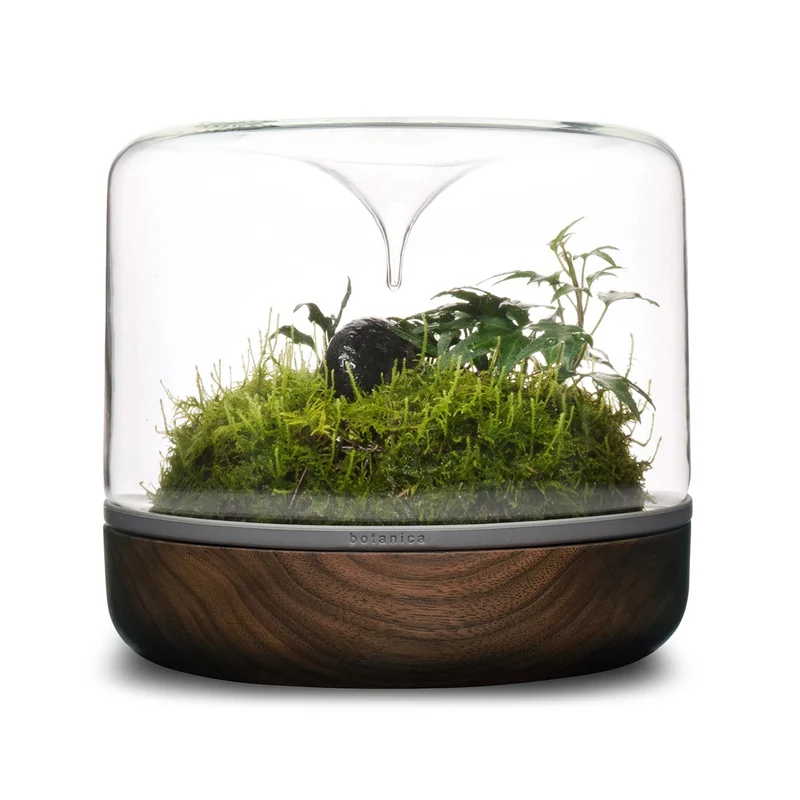 Sanctuary M Rainforest Terrarium - Smoked Oak