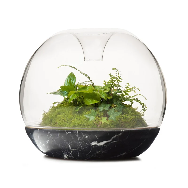 Biodome Rainforest Terrarium - Nero