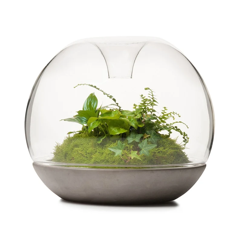 Biodome Rainforest Terrarium - Concrete