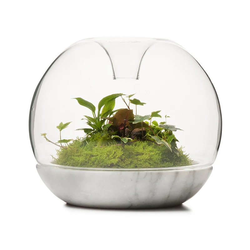 Biodome Rainforest Terrarium - Carrara